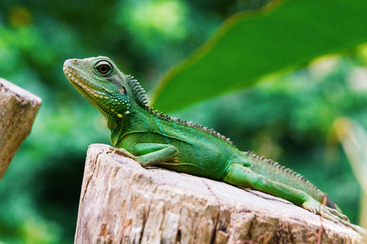 imagen de una iguana